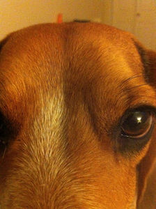 Meet your Posher, Sydney